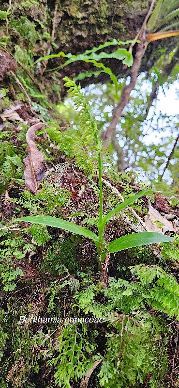 40 Benthamia erinaceae Orchidaceae ENDEMIQUE LA REUNION