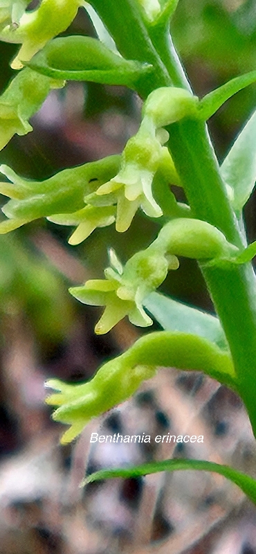 41 Benthamia erinacea Orchidaceae ENDEMIQUE LA REUNION