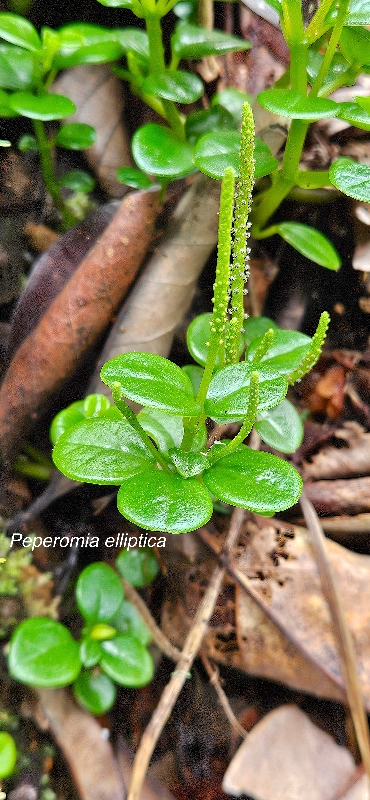 42 Peperomia elliptica Piperaceae ENDEMIQUE LA REUNION, MAURICE 
