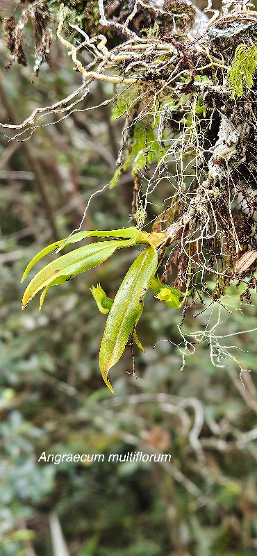 43 Angraecum multiflorum Orchidaceae ENDEMIQUE LA REUNION, MAURICE 