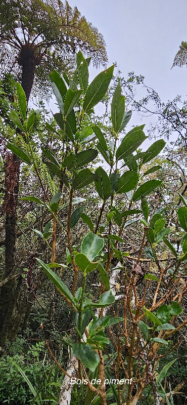 44 Geniostoma angustifolium Bois de piment Loganiaceae ENDEMIQUE LA REUNION, MAURICE