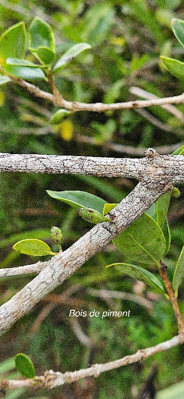 45 Geniostoma angustifolium Bois de piment loganiaceae ENDEMIQUE LA REUNION, MAURICE