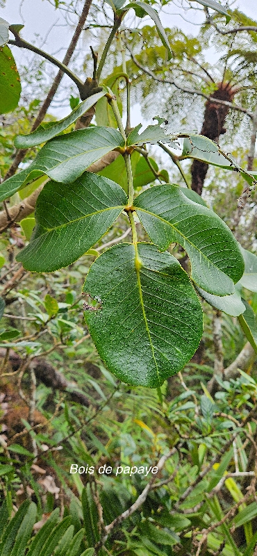 46 Polyscias repanda Bois de papaye Araliaceae ENDEMIQUE LA REUNION 