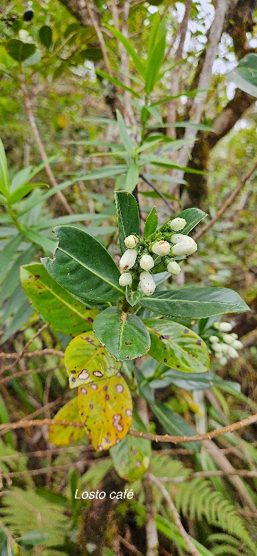 47 Gaertnera vaginata Losto CAFE Rubiaceae ENDEMIQUE LA REUNION