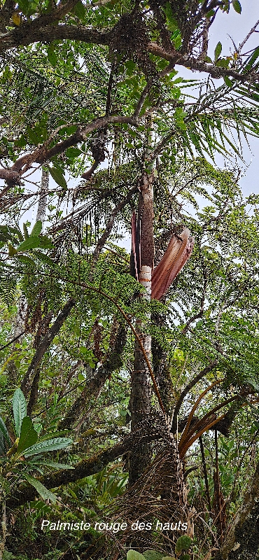 48 Acanthophoenix crinita Palmiste rouge des hauts Arecaceae ENDEMIQUE LA REUNION