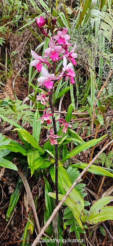 49 Calanthe sylvatica Orchidaceae INDIGENE LA REUNION