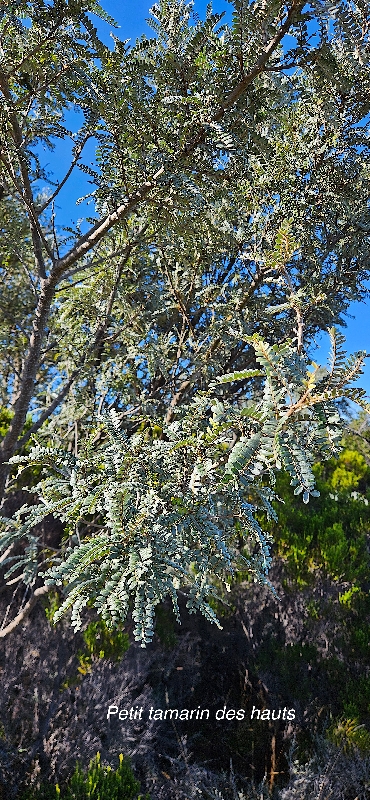 5 Sophora denudata Petit tamarin des hauts Fabaceae ENDEMIQUE LA REUNION