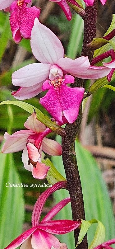50 Calanthe sylvatica Orchidaceae INDIGENE LA REUNION