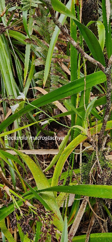 51 Beclardia macrostachya Orchidaceae INDIGENE LA REUNION 
