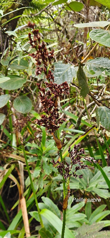 52 Machaerina iridifolia Paille sabre Cyperaceae INDIGENE LA REUNION 
