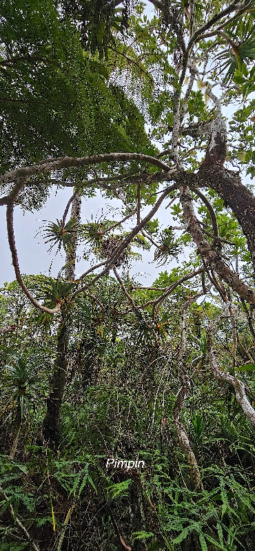 53 Pandanus montanus Pimpin Pandanaceae ENDEMIQUE LA REUNION