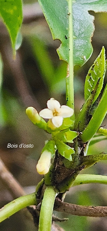 54 Antirhea borbonica Bois D OSTO Rubiaceae INDIGENE LA REUNION