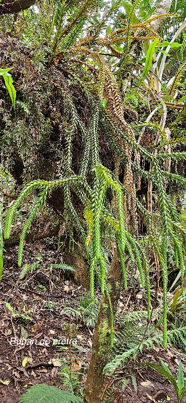55 Phlegmariurus gnidioides Ruban de PRETRE Lycopodiaceae INDIGENE LA REUNION 