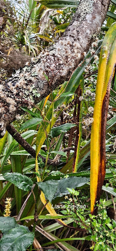 56 Faujasiopsis flexuosa Liane zig zag Asteraceae ENDEMIQUE LA REUNION
