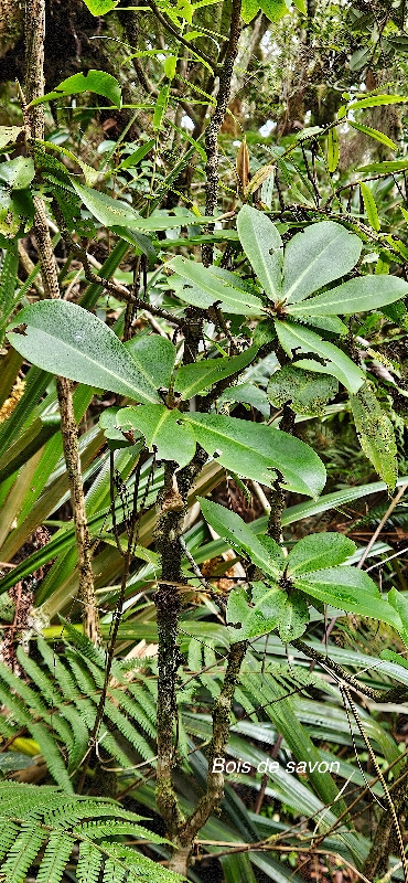 57 Badula grammisticta Bois de savon Primulaceae ENDEMIQUE LA REUNION 