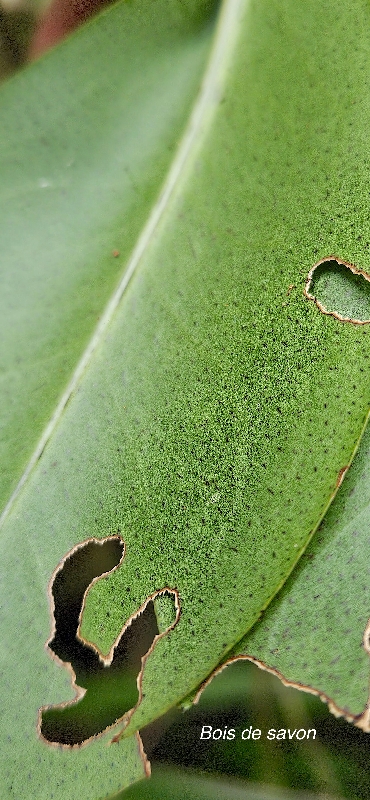 58 Badula grammisticta Bois de savon Primulaceae ENDEMIQUE LA REUNION