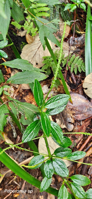 59 Peperomia sp Piperaceae 