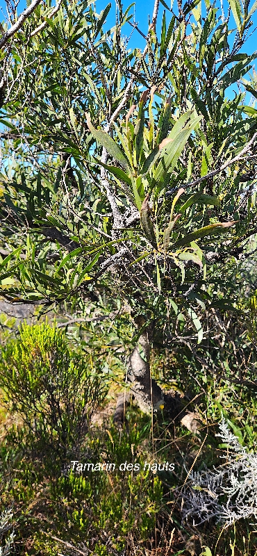 6 Acacia heterophylla Tamarin des hauts Fabaceae ENDEMIQUE LA REUNION