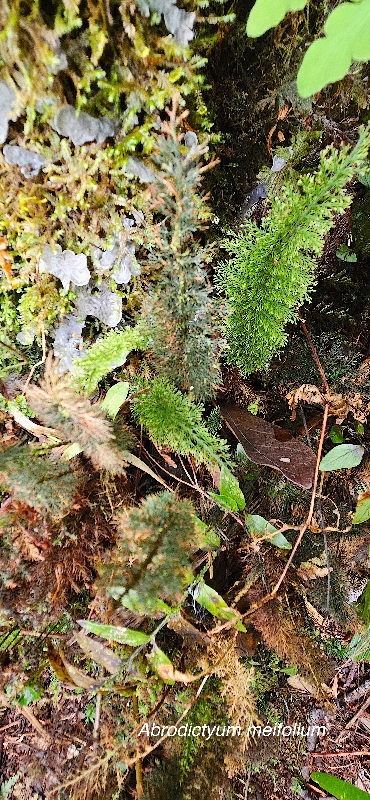 60 Abrodictyum meifolium Hymenophyllaceae INDIGENE LA REUNION 