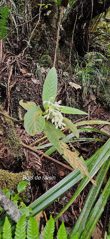 61 Bertiera rufa Bois de raisin Rubiaceae ENDEMIQUE LA REUNION 