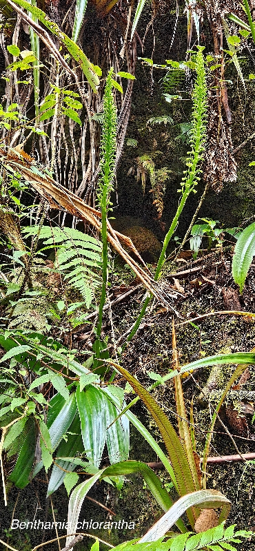 62 Benthamia chlorantha Orchidaceae INDIGENE LA REUNION