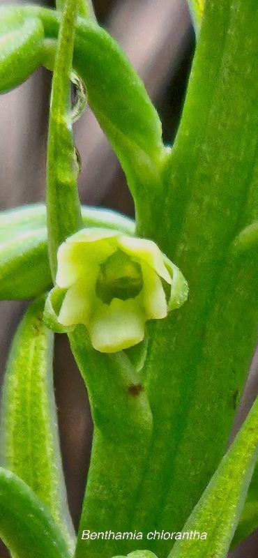 63 Benthamia chlorantha Orchidaceae INDIGENE LA REUNION
