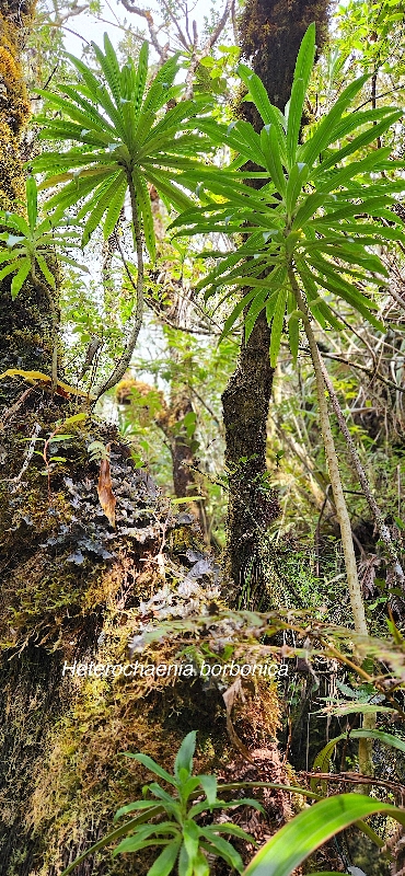 64 Heterochaenia borbonica  Campanulaceae ENDEMIQUE LA REUNION