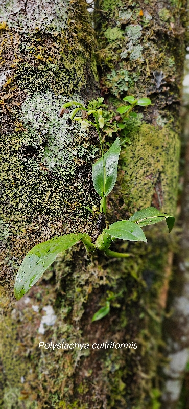 65 Polystachya cultriformis Orchidaceae INDIGENE LA REUNION