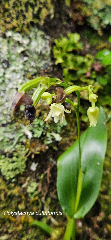 66 Polystachya cultriformis Orchidaceae INDIGENE LA REUNION 