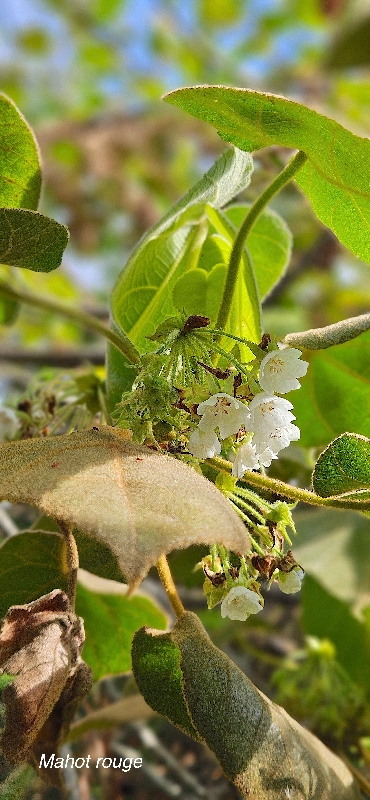 67 Dombeya reclinata mahot rouge Malvaceae ENDEMIQUE LA REUNION 