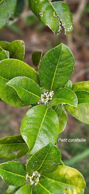 68 Melicope borbonica Petit catafaille Rutaceae ENDEMIQUE LA REUNION