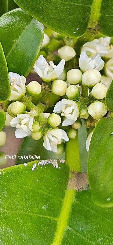 69 Melicope borbonica Petit catafaille Rutaceae ENDEMIQUE LA REUNION