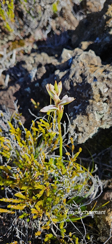 7 Satyrium amoenum Satyre charmant Orchidaceae INDIGENE LA REUNION 