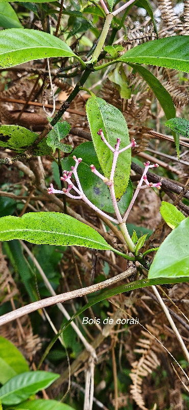 70 Chassalia corallioides Bois de corail Rubiaceae ENDEMIQUE LA REUNION
