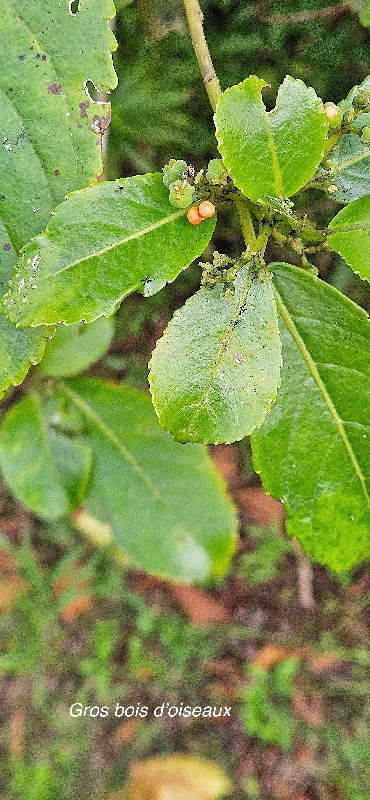 71 Claoxylon glandulosum Gros bois D OISEAUX Euphorbiaceae ENDEMIQUE LA REUNION 