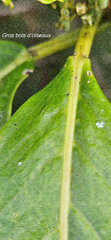 72 Claoxylon glandulosum Gros bois D OISEAUX EUPHORBIACEAE ENDEMIQUE LA REUNION