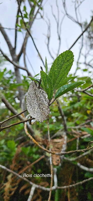 73 Trochetia granulata Bois clochette Malvaceae ENDEMIQUE LA REUNION 