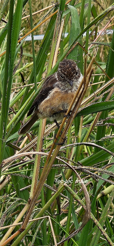 74 Saxicola tectes Tec tec Muscicapidae ENDEMIQUE LA REUNION