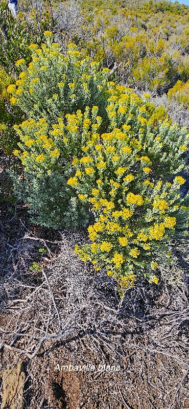8 Hubertia ambavilla Ambaville blanc Asteraceae ENDEMIQUE LA REUNION , MAURICE 
