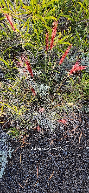 9 Cenchrus cafer Queue de mimite Poaceae ENDEMIQUE LA REUNION 