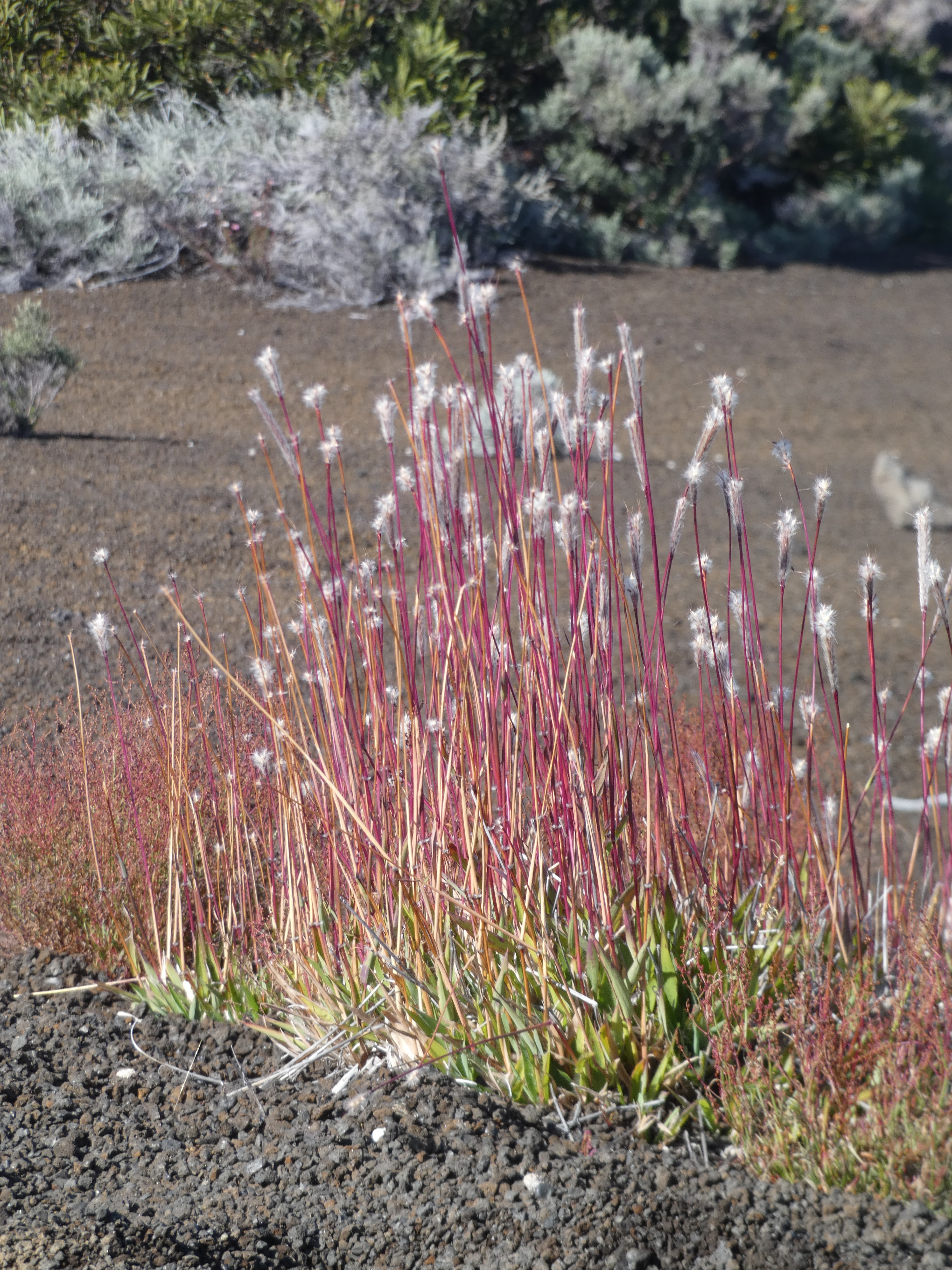 Ischaemum spathulatum