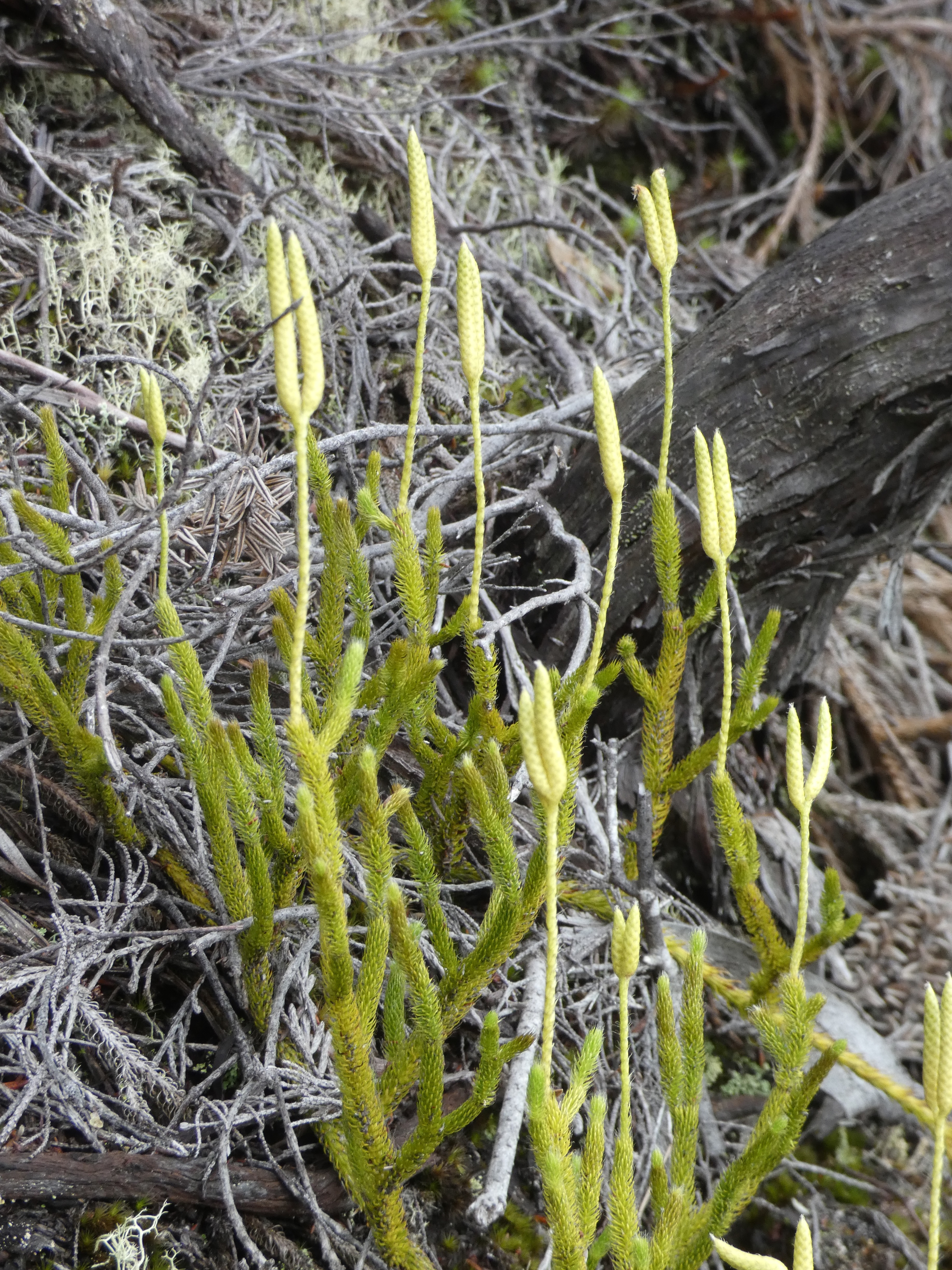 Lycopodium clavatum 