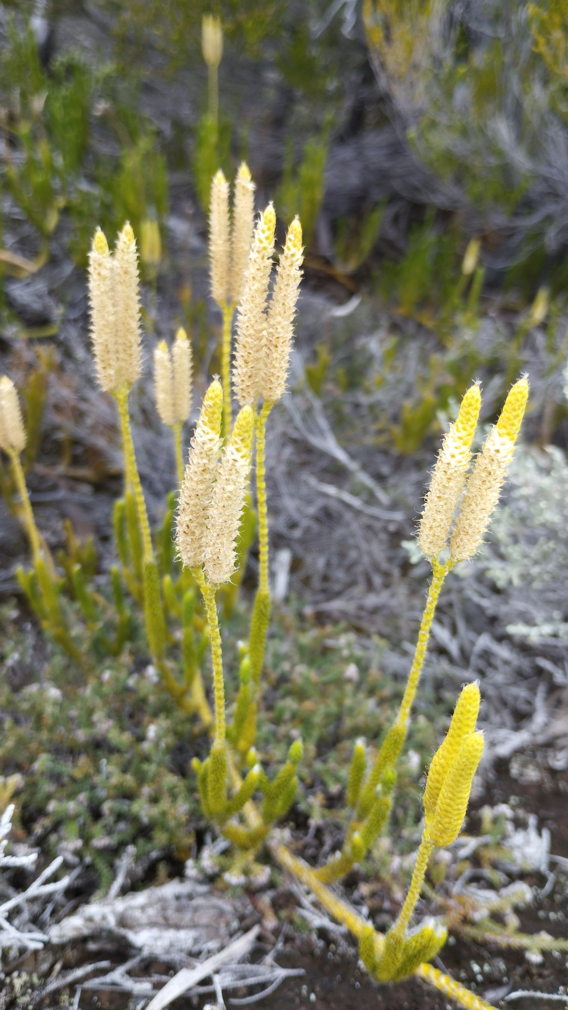 lycopodium clavatum