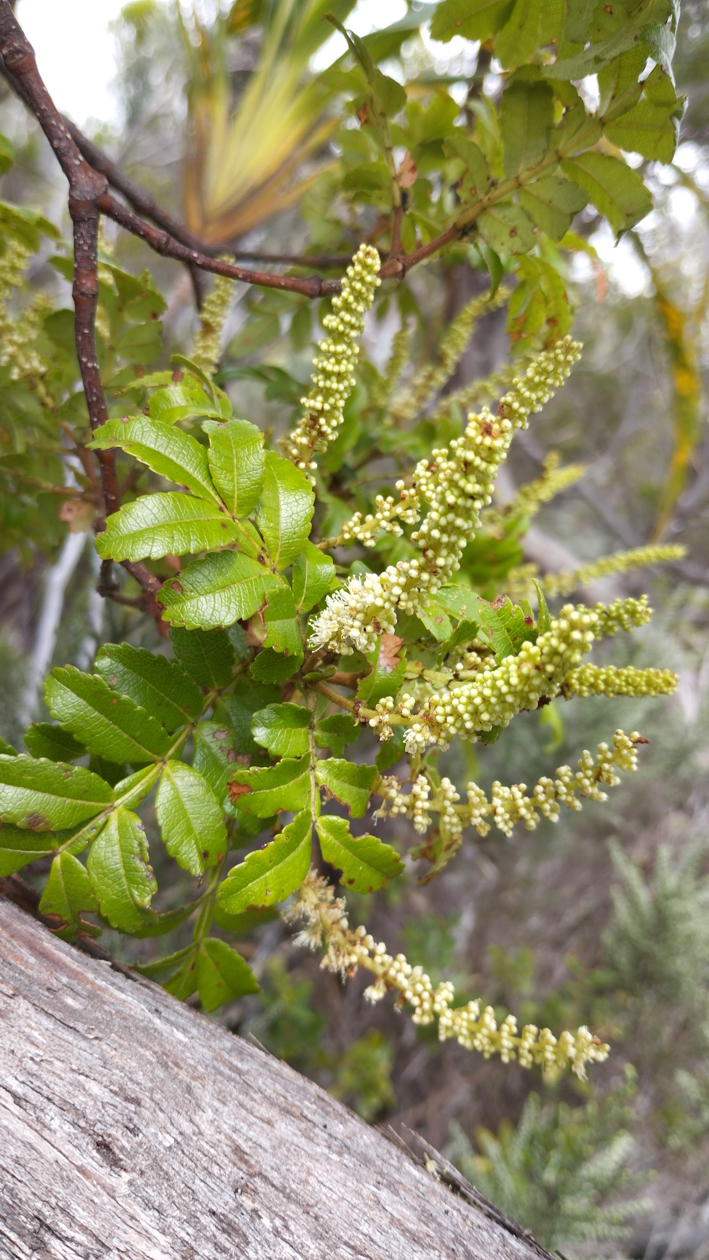 Weinmannia tinctoria et cratopus