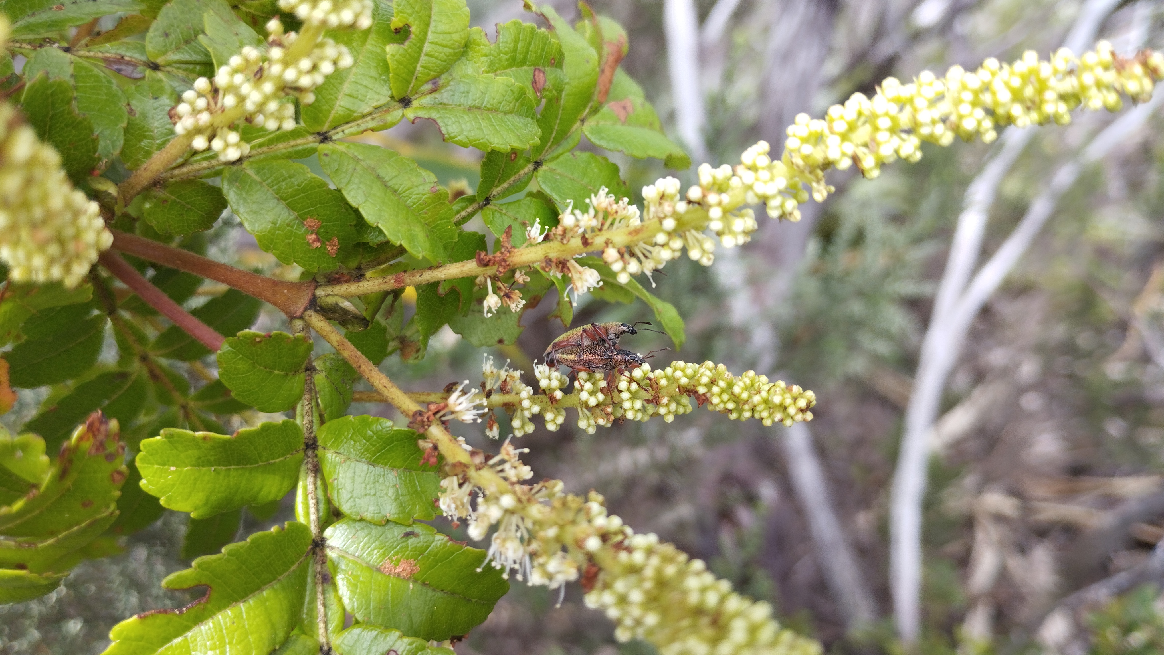 Weinmannia tinctoria et cratopus