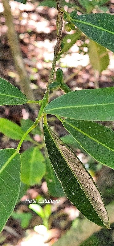 2 Melicope borbonica Petit catafaye Rutaceae ENDEMIQUE LA REUNION .jpeg