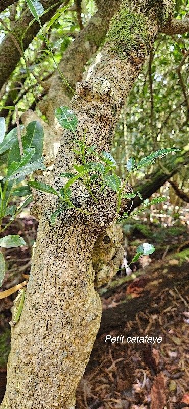 3 Melicope borbonica Petit catafaye Rutaceae ENDEMIQUE LA REUNION .jpeg