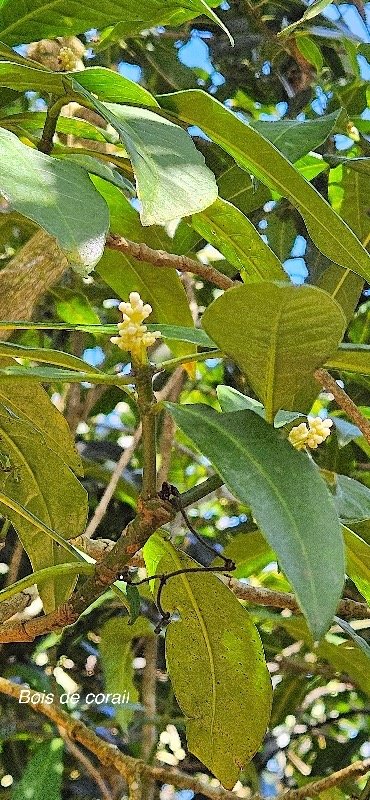 10 Chassalia corallioides Bois de corail Rubiaceae ENDEMIQUE LA REUNION.jpeg