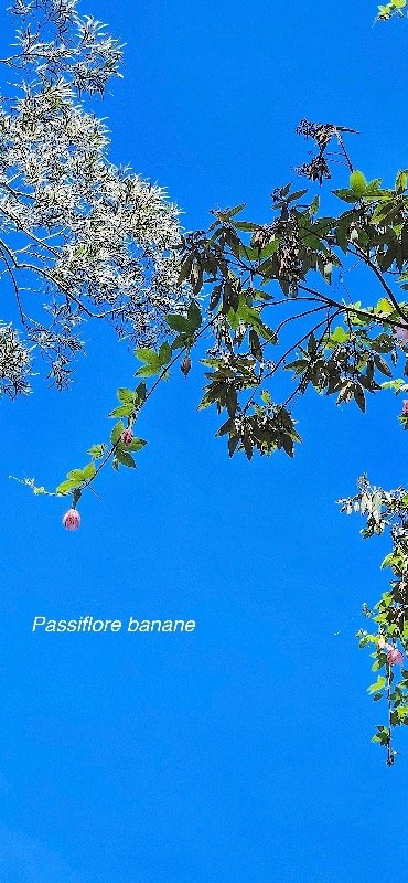 11  Passiflora tarminiana Passiflore banane Passifloraceae CULTIVE TRES ENVAHISSANT .jpeg