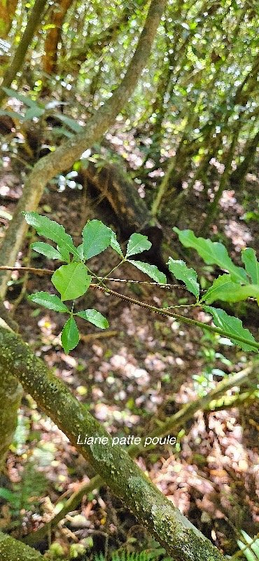 16 Toddalia asiatica Liane patte poule Rutaceae INDIGENE LA REUNION .jpeg